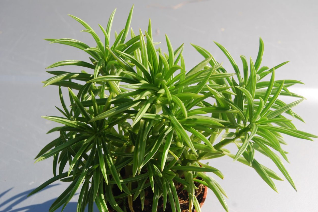 Кордилина вариегатная