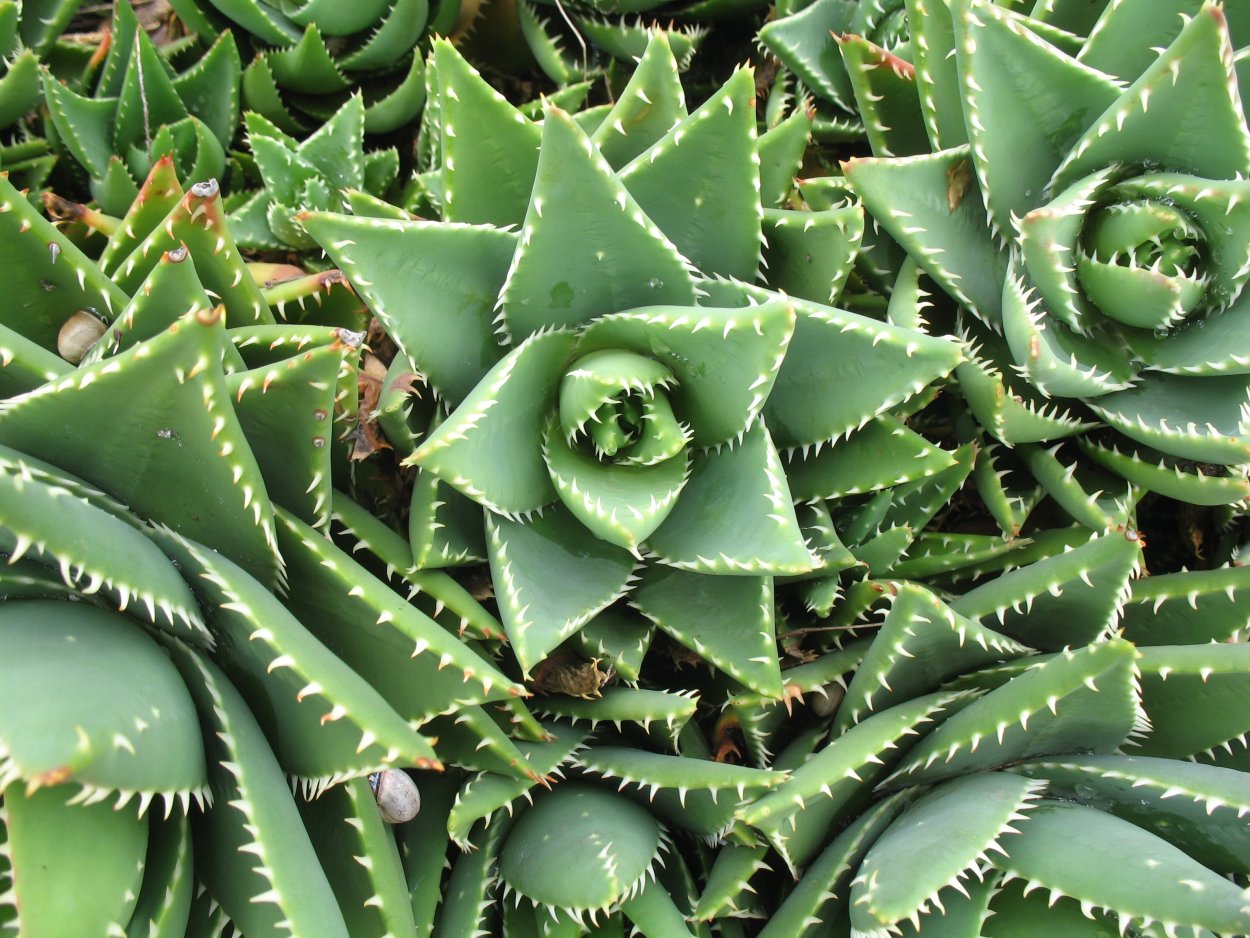 Юкка Драцена панданус