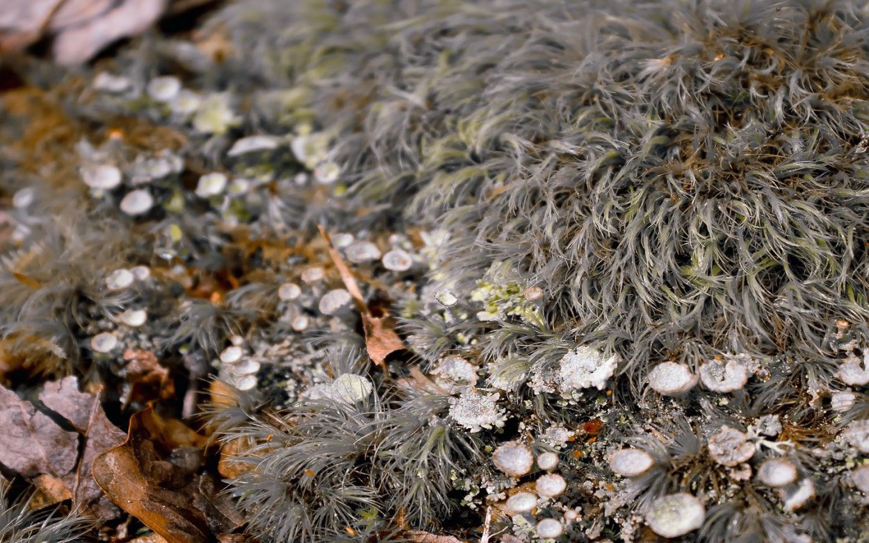 Вдохновение мох в лесу