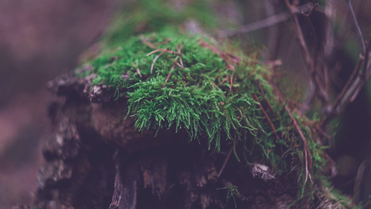 Мох на деревьях зимой