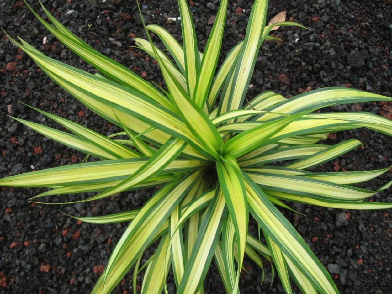 Алоэ Вера и столетник