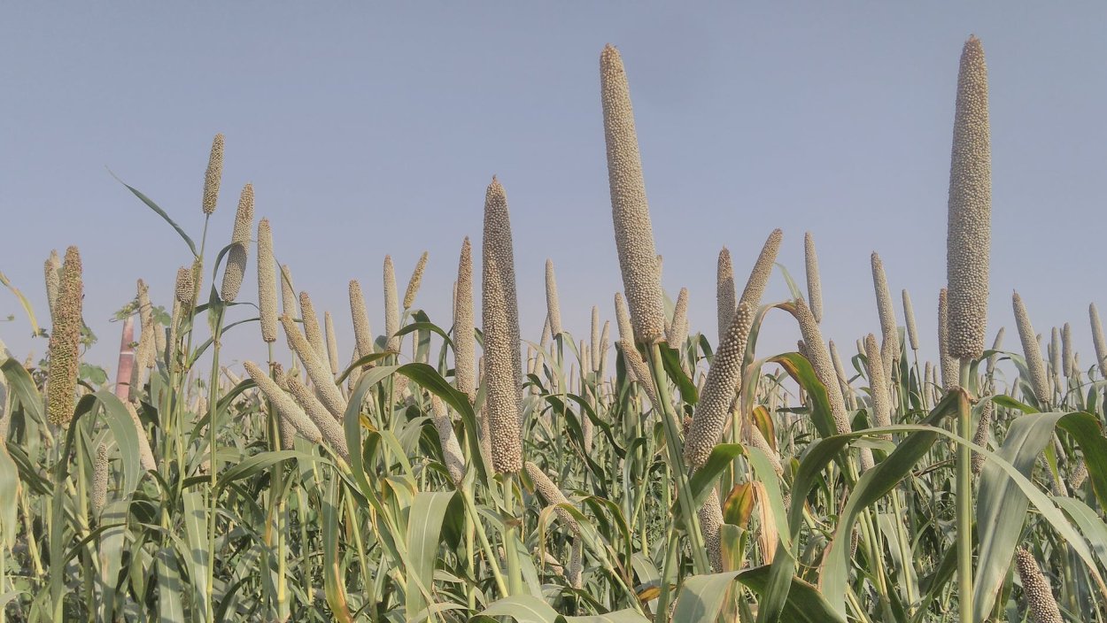 Просо африканское голубое чудо