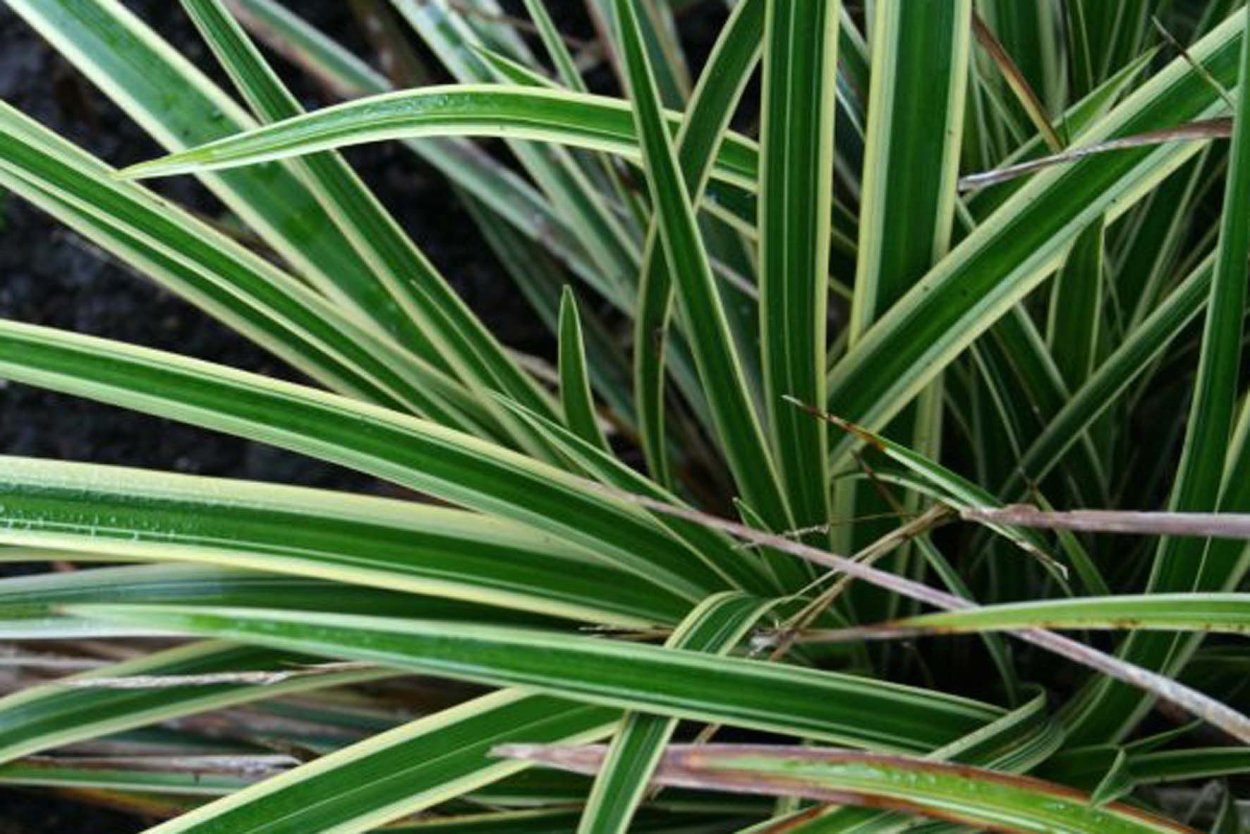 Хлорофитум Капский Chlorophytum