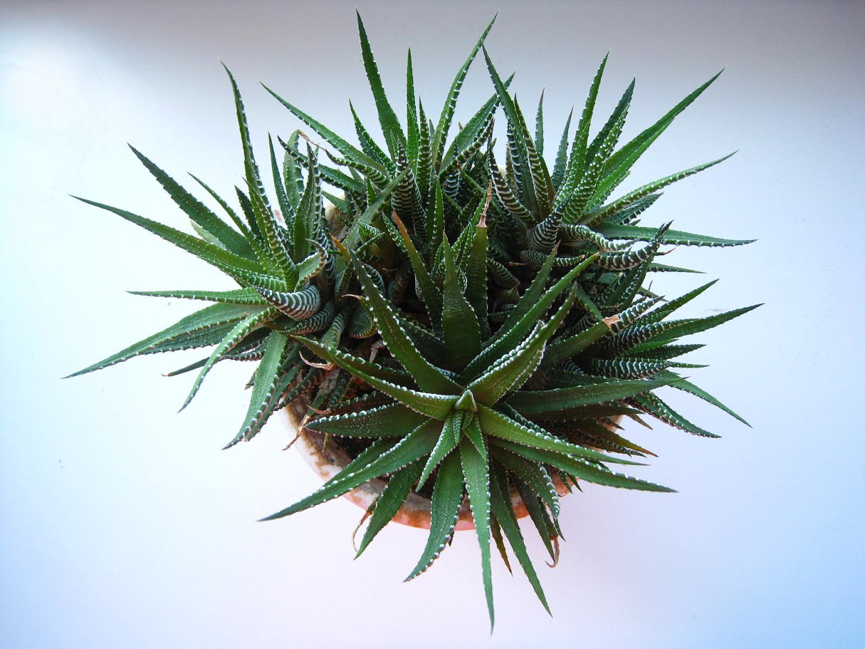 Aloe spinosa алоэ Спиноза (колючее