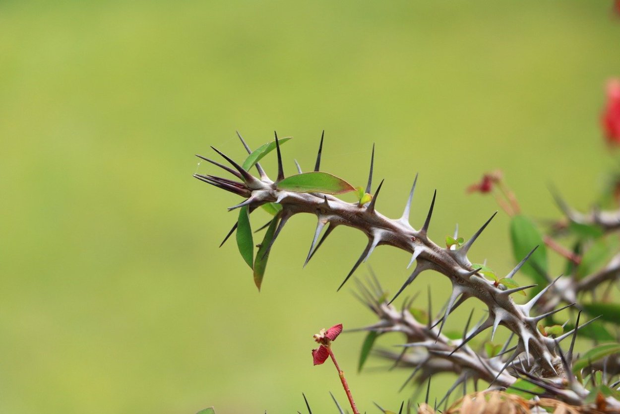 Гехтия техасская