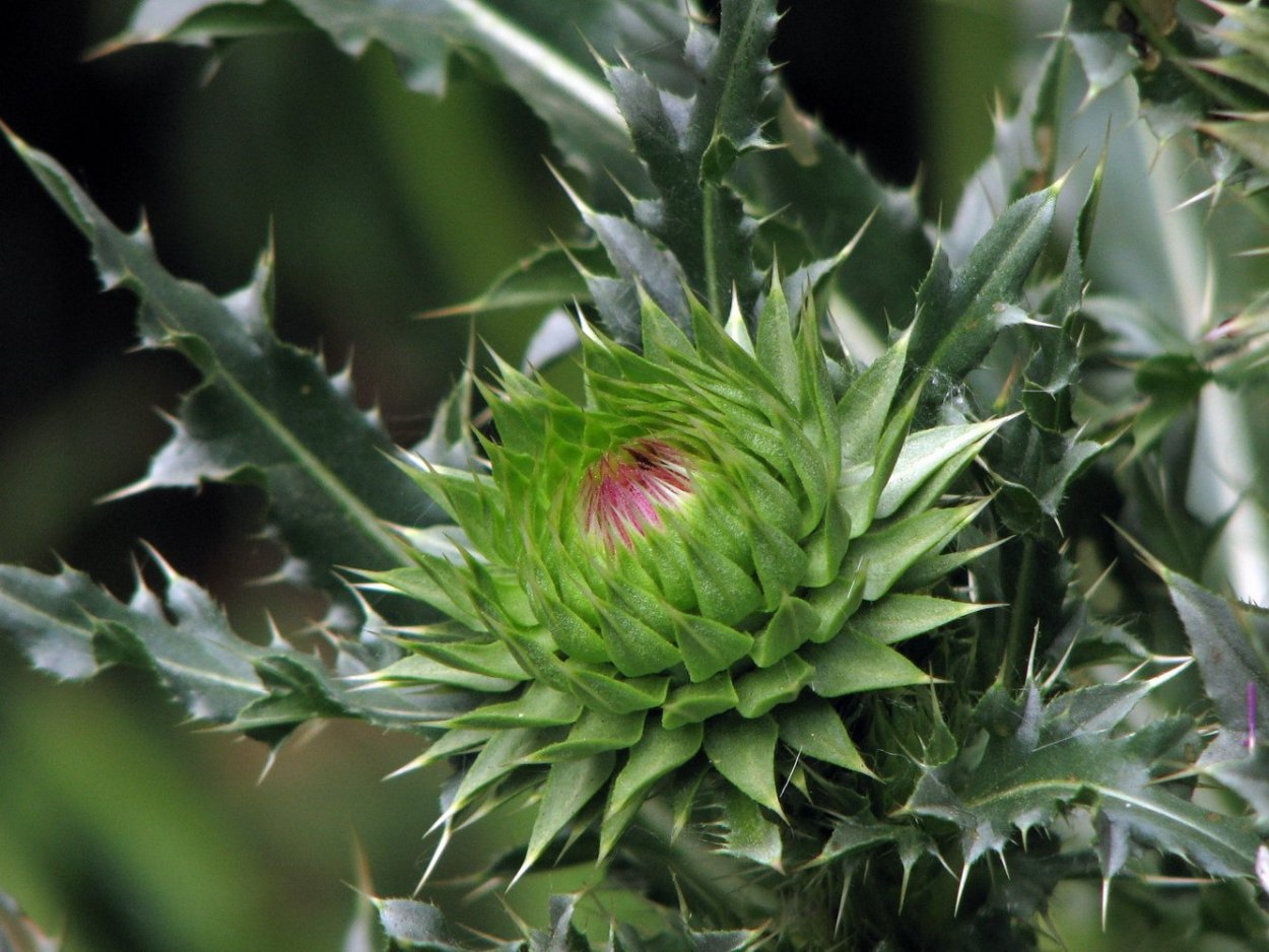 Традесканция покрывальчатая Рео