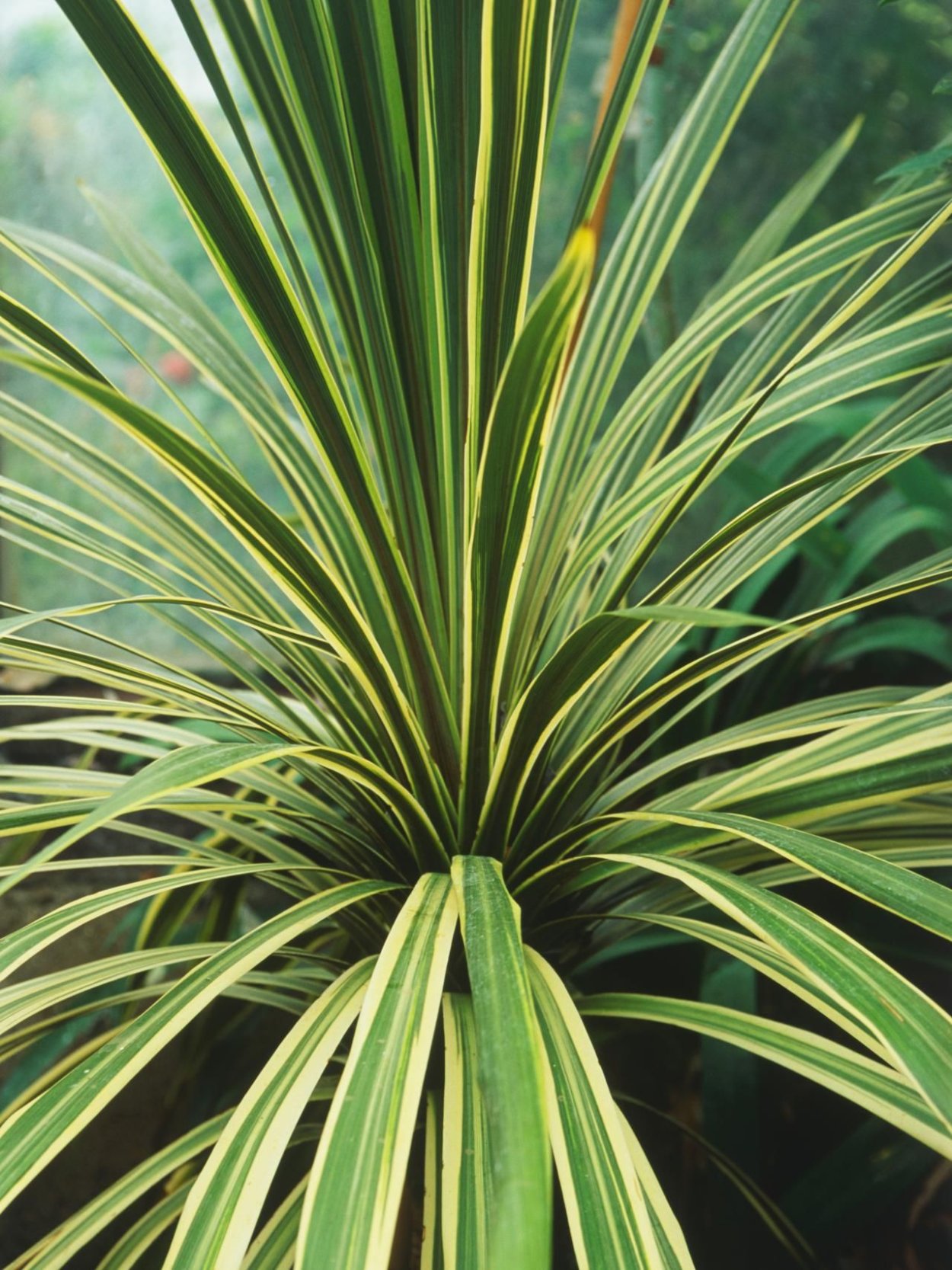 Ложная Пальма панданус