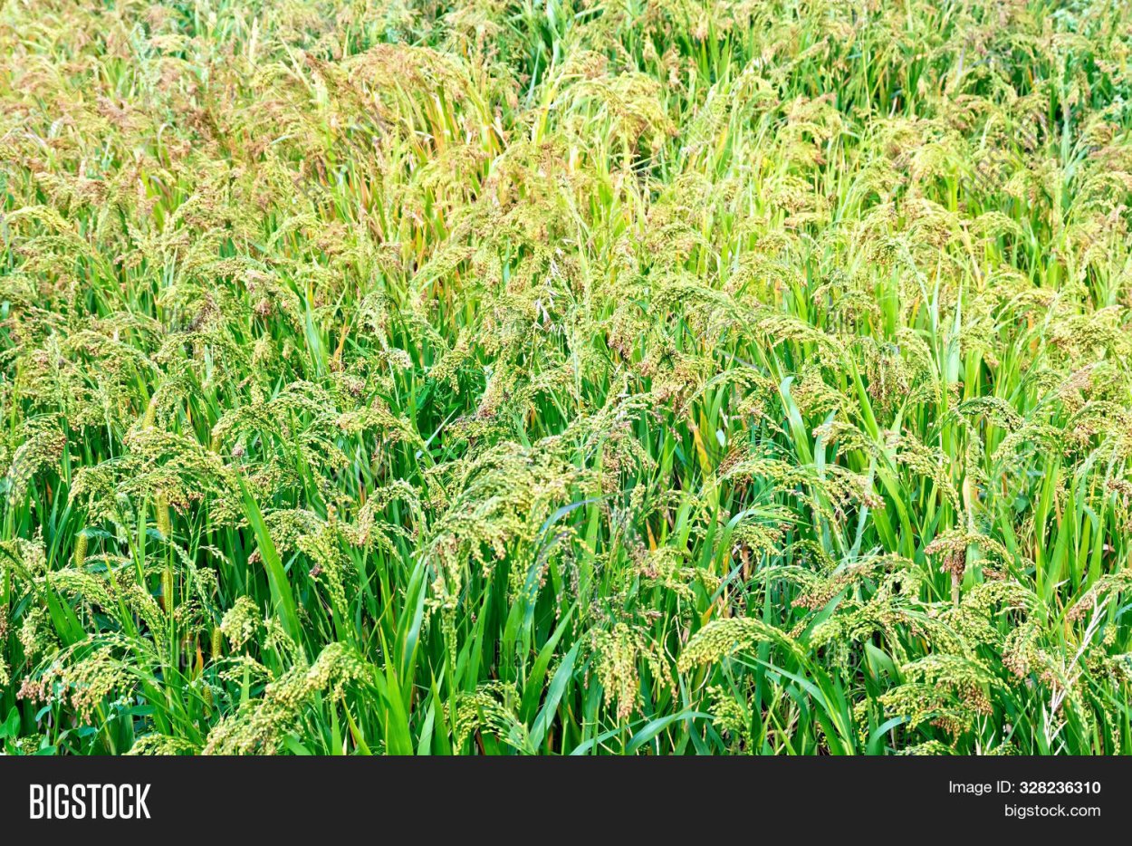 Поле созревшего проса