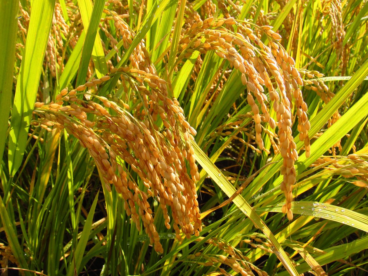 Oryza Sativa japonica