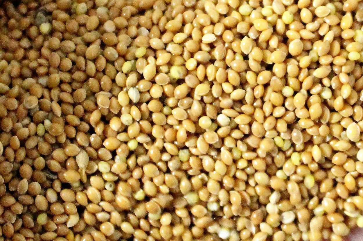 Просо зерно