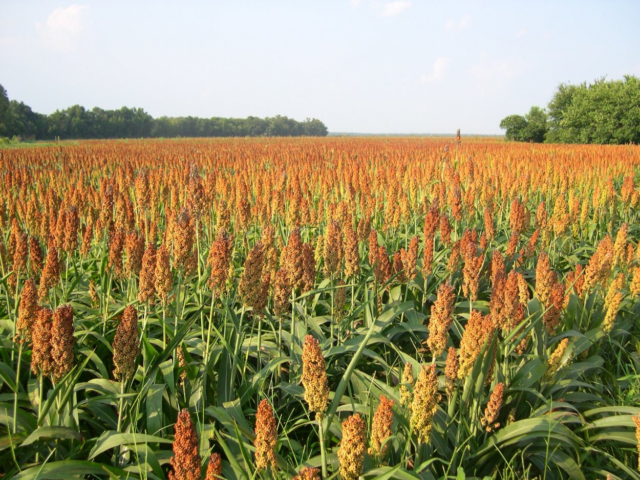 Сорго кормовое