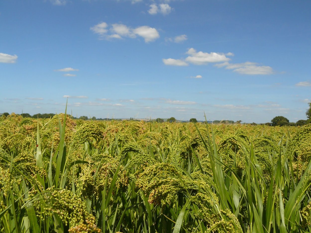Пшено просо поле