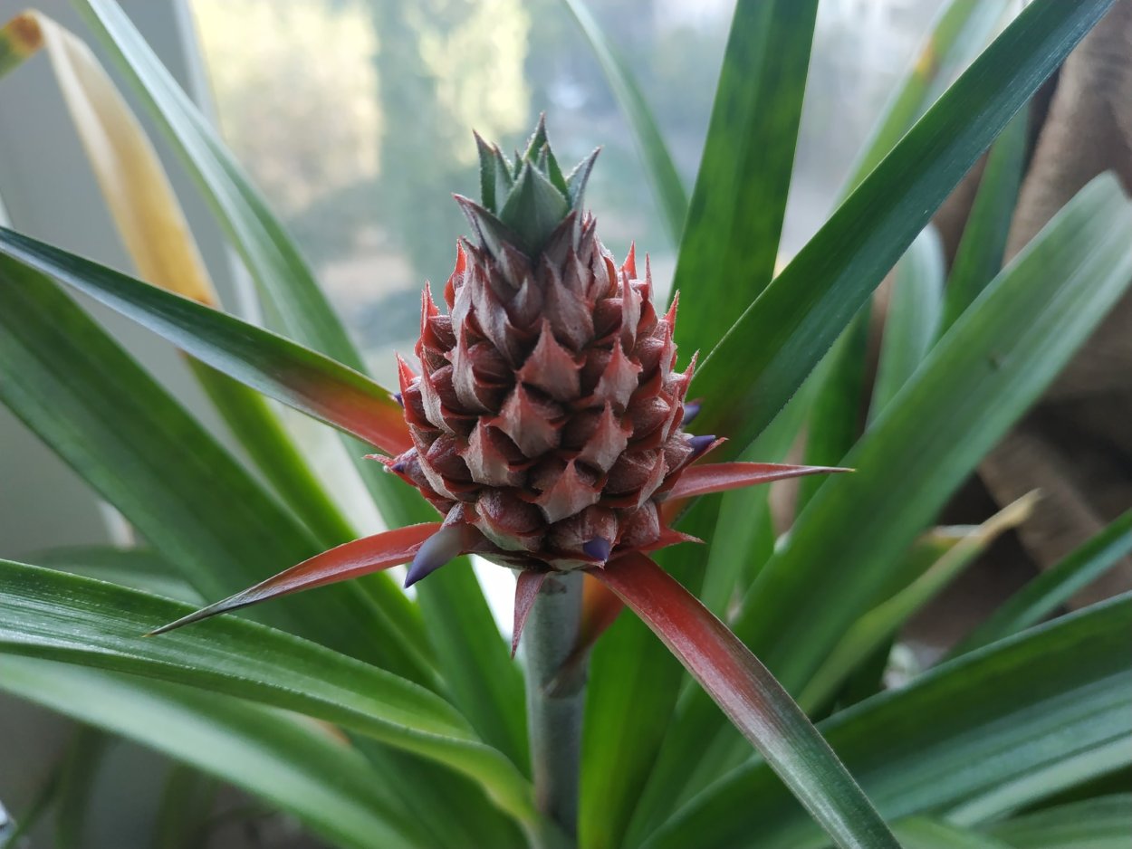 Суккулент алоэ хавортия