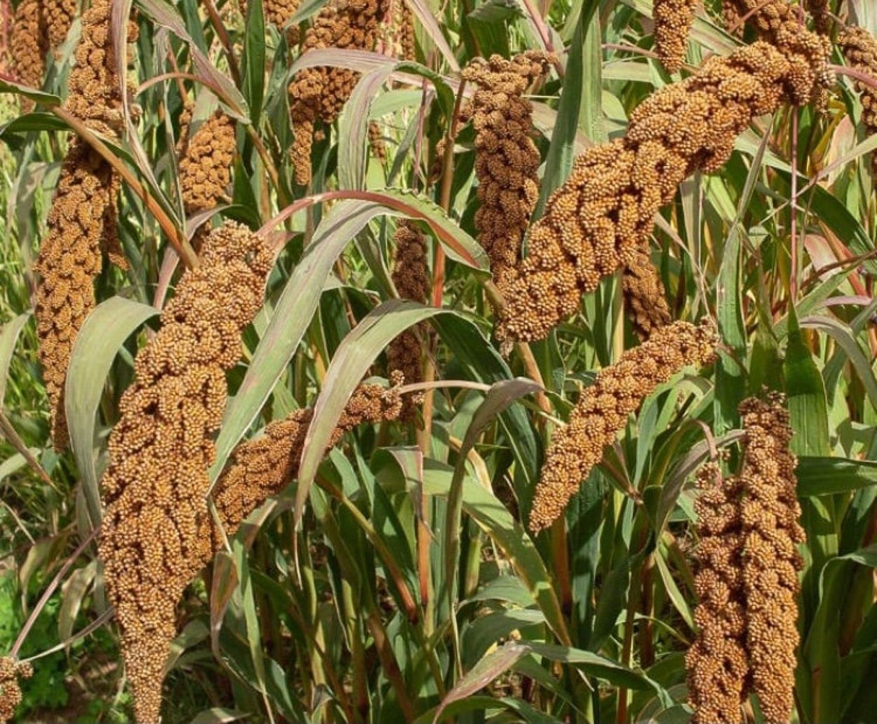 Чумиза (головчатое просо);