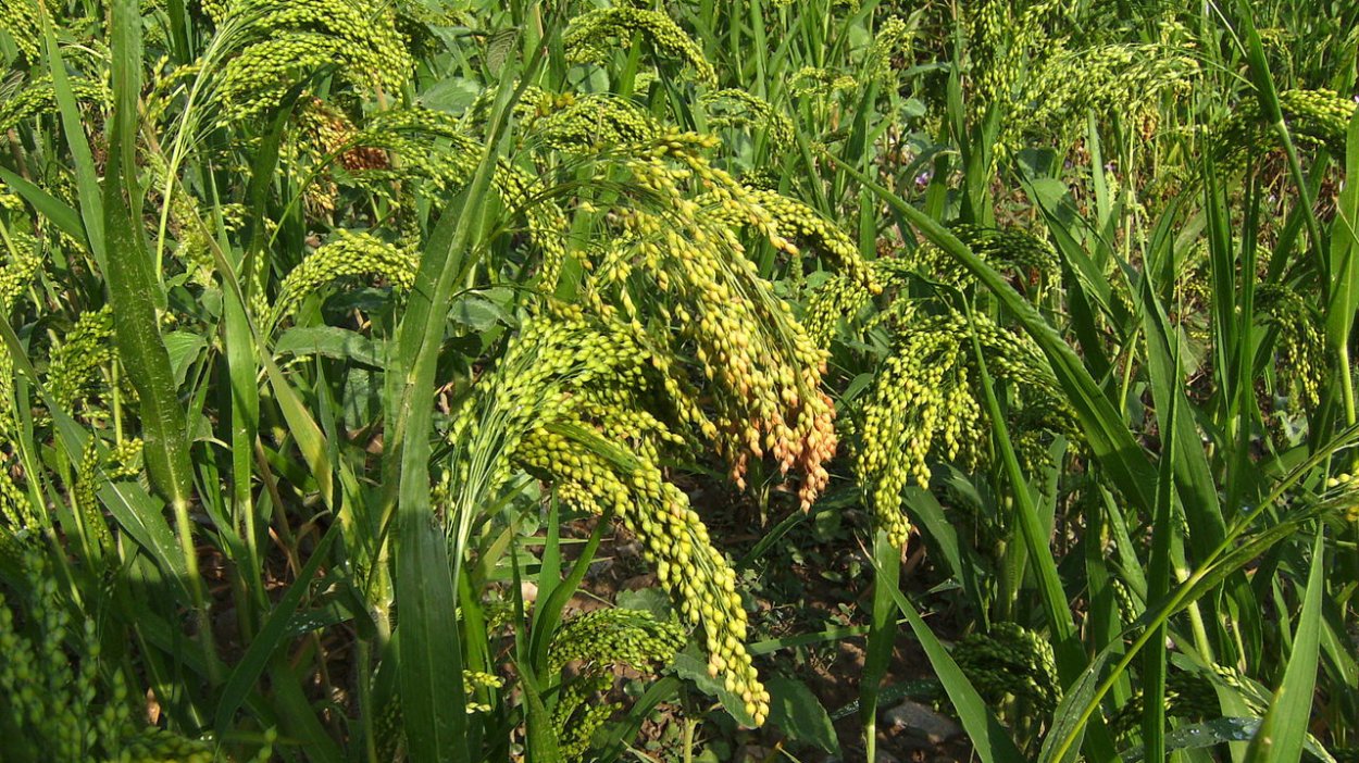 Сорго-суданковый гибрид