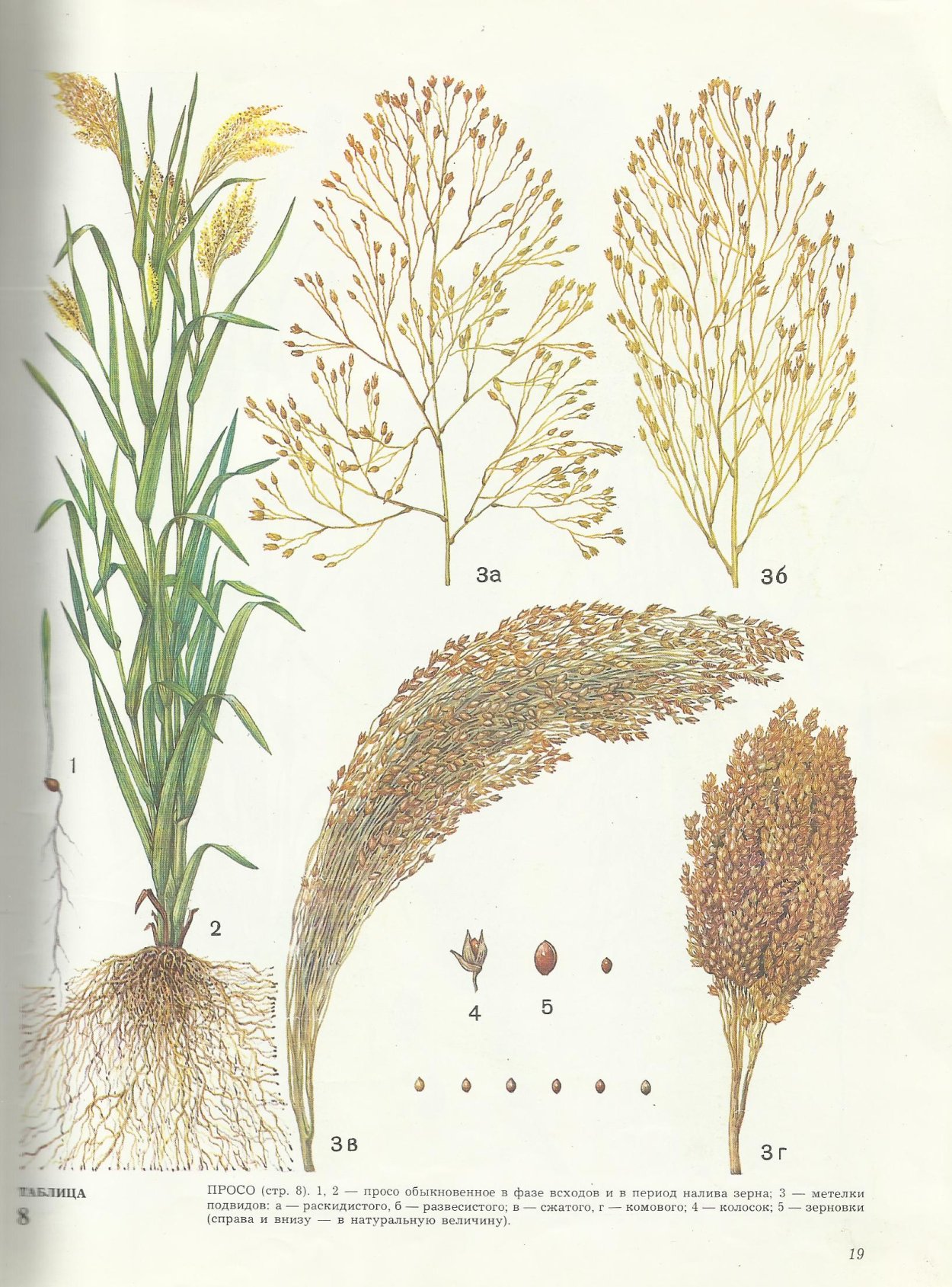 Просо сорнополевое