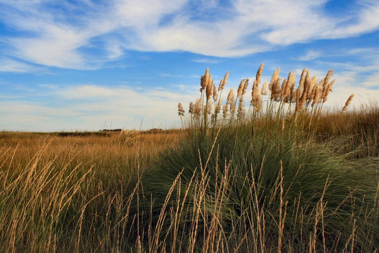 Просо (Panicum miliaceum)