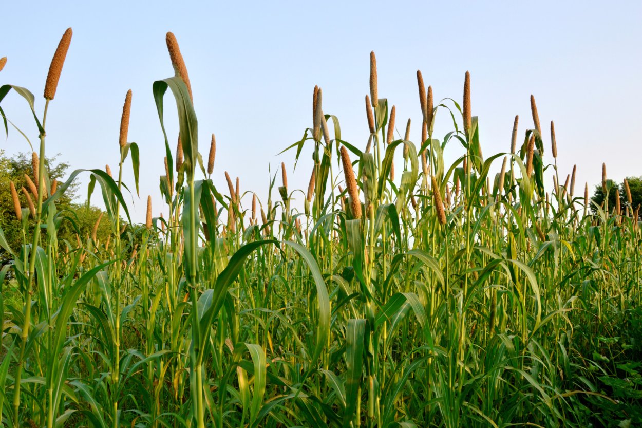 Пеннисетум Pearl Millet