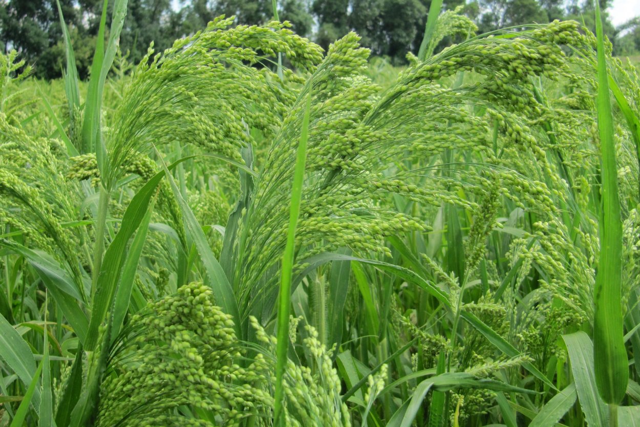 Просо посевное