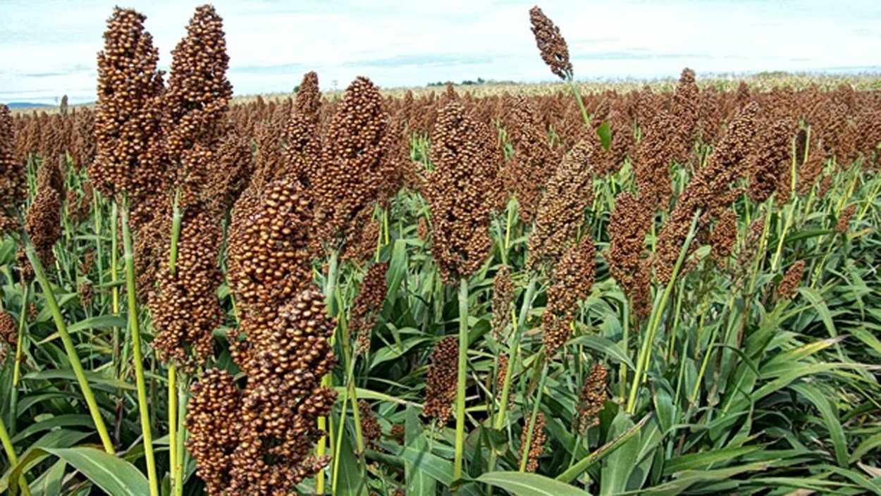 Сорго злаки