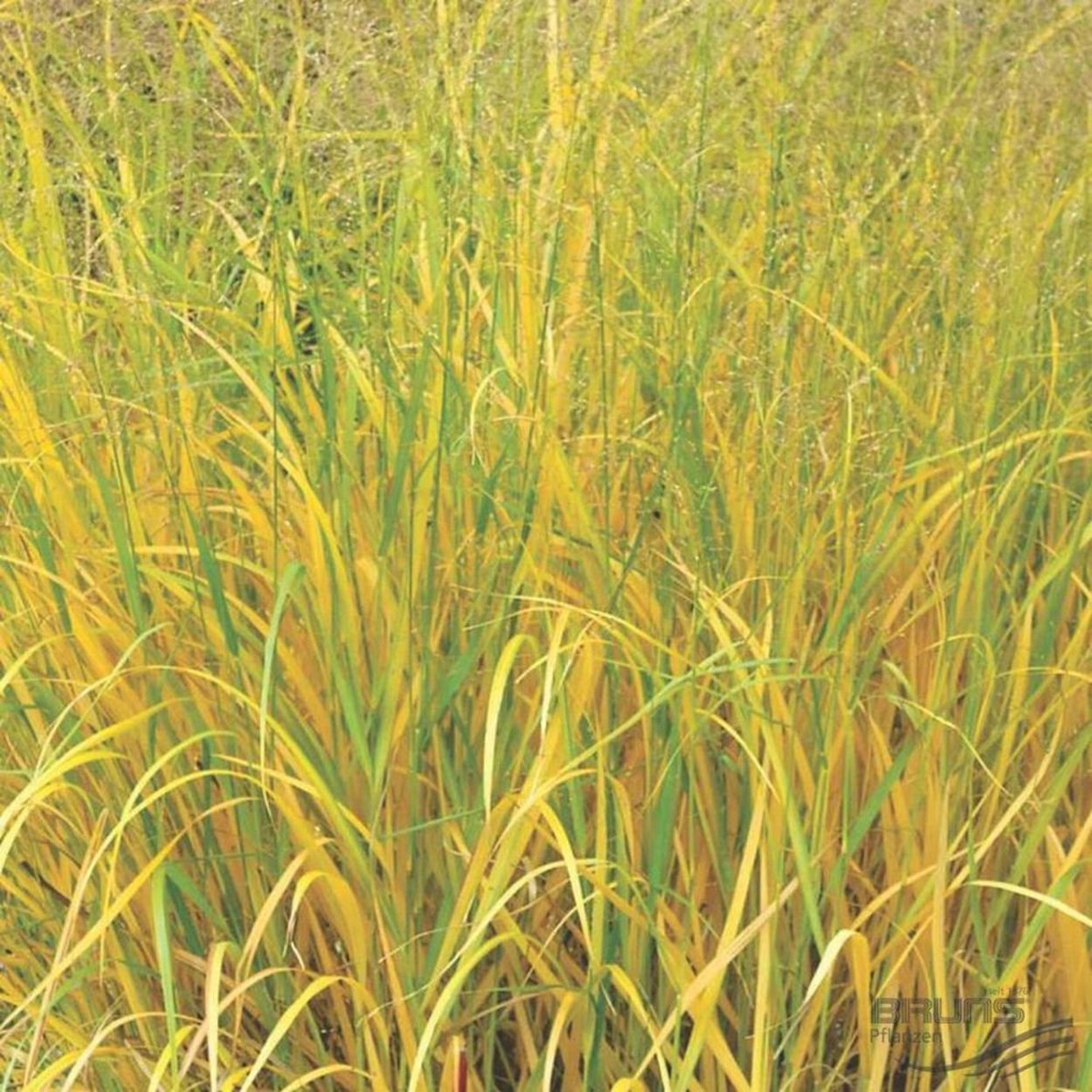 Просо прутьевидное strictum