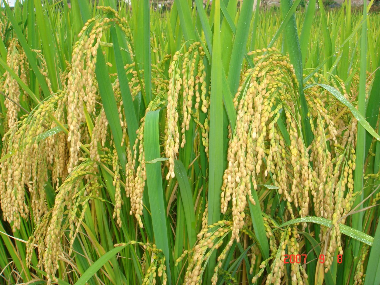 Просо в поле