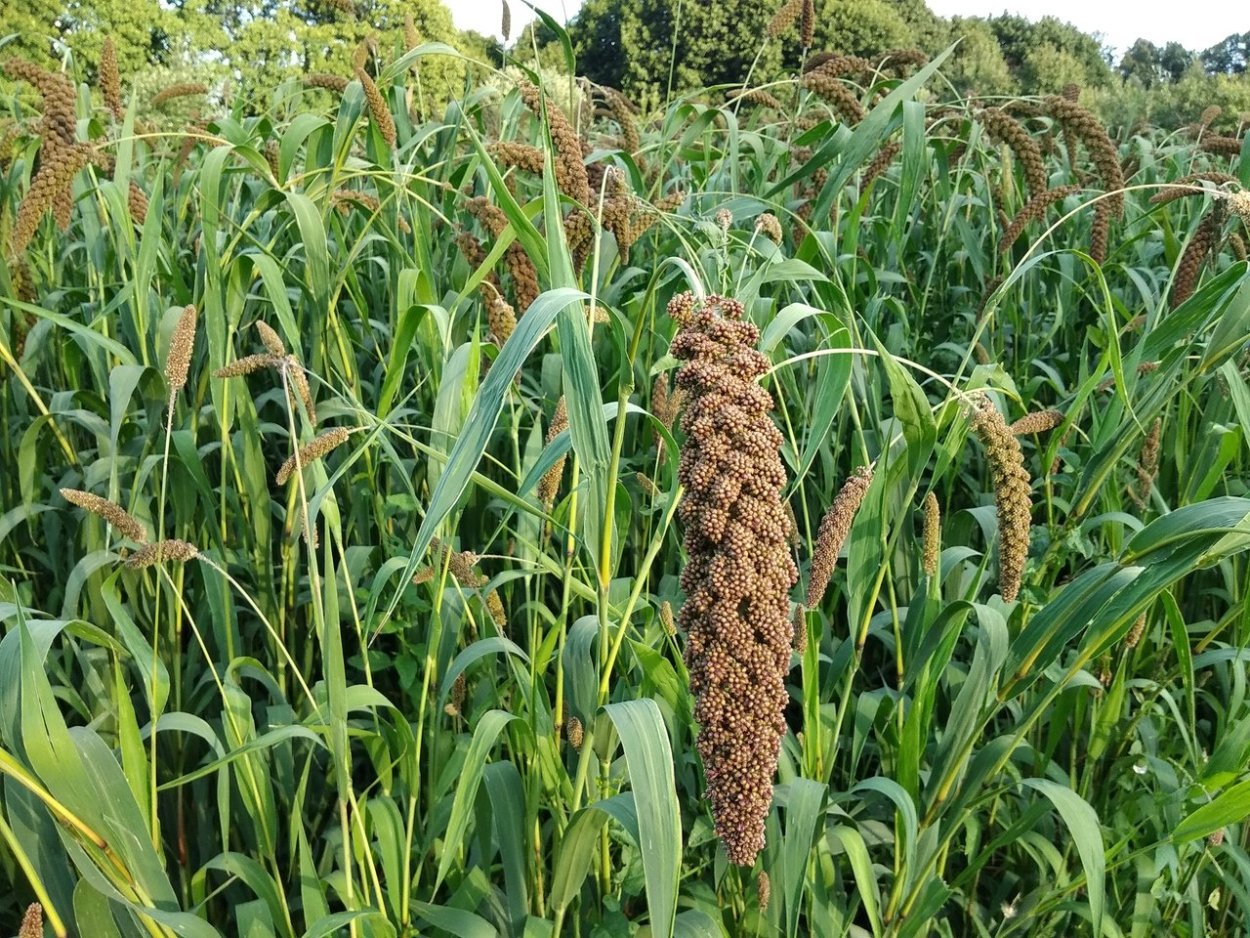 Чумиза растение