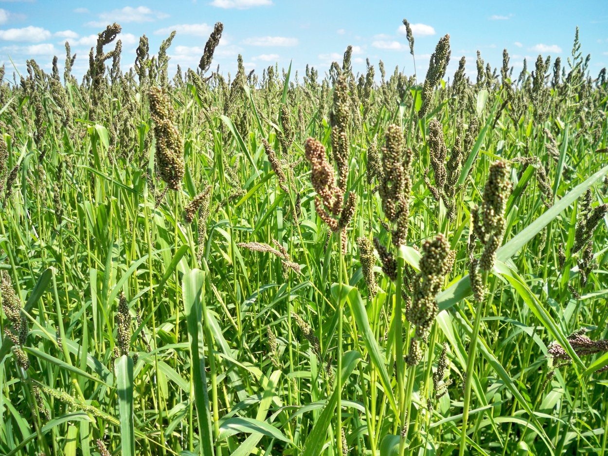 Кормовая трава похожая на кукурузу