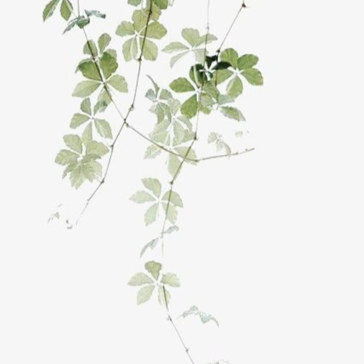 Полоса из лиан