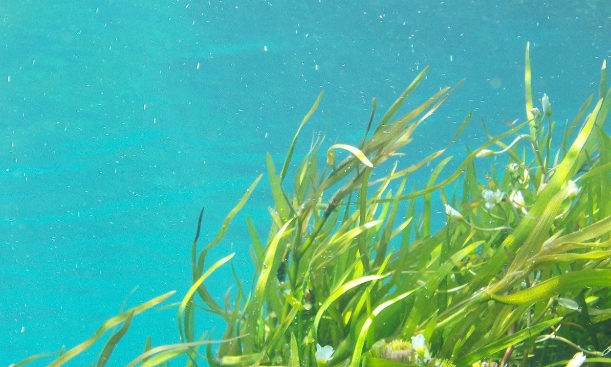 Водяная сеточка водоросль