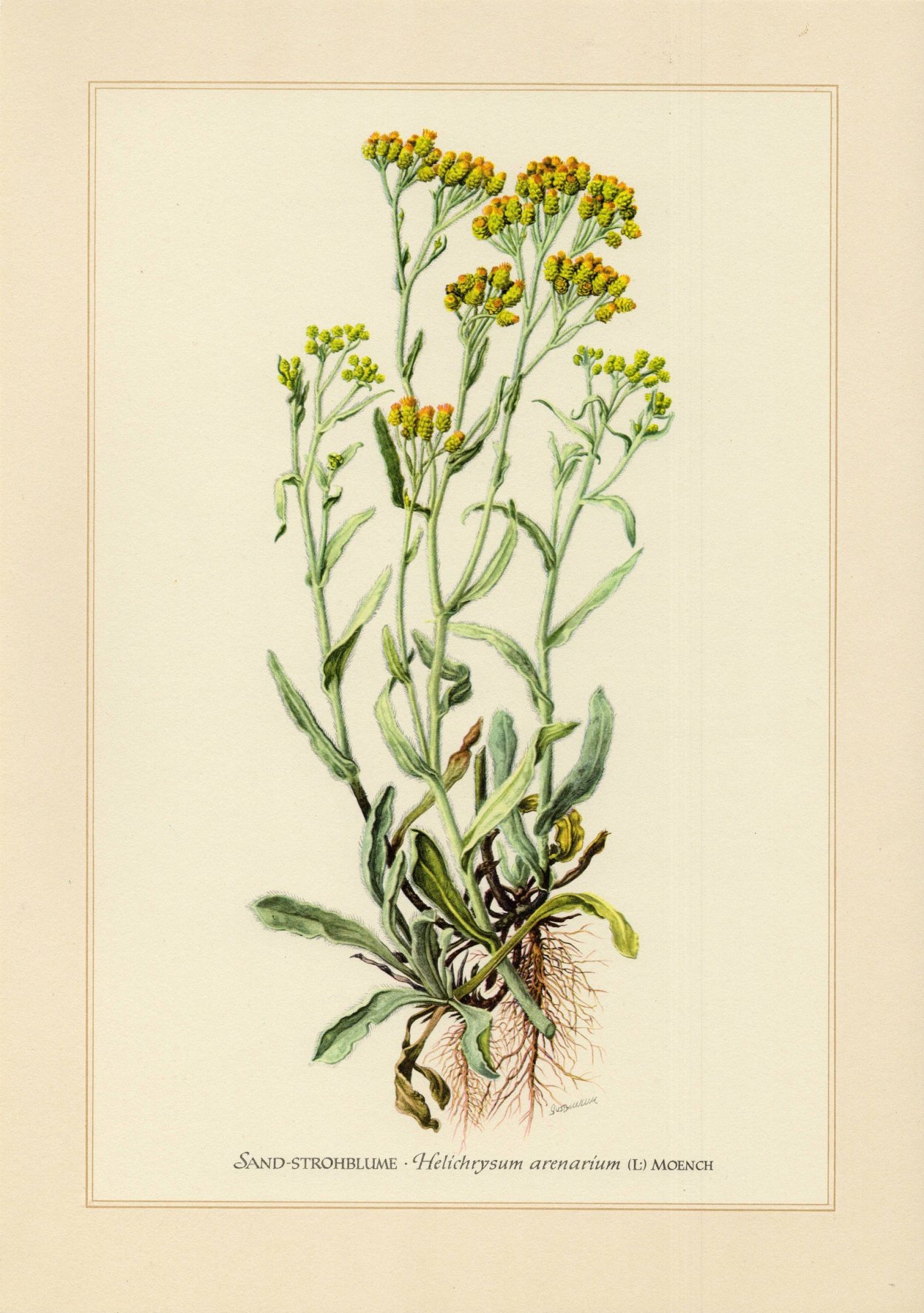 Бессмертник песчаный Фармакогнозия