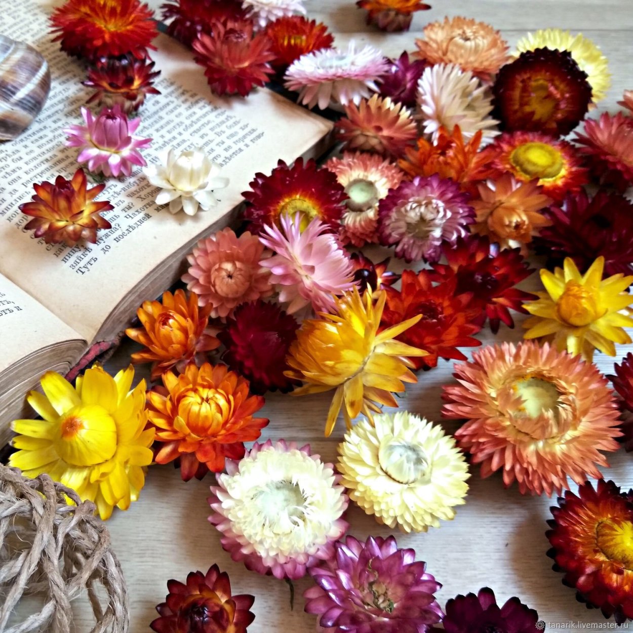 Ксерантемум однолетний