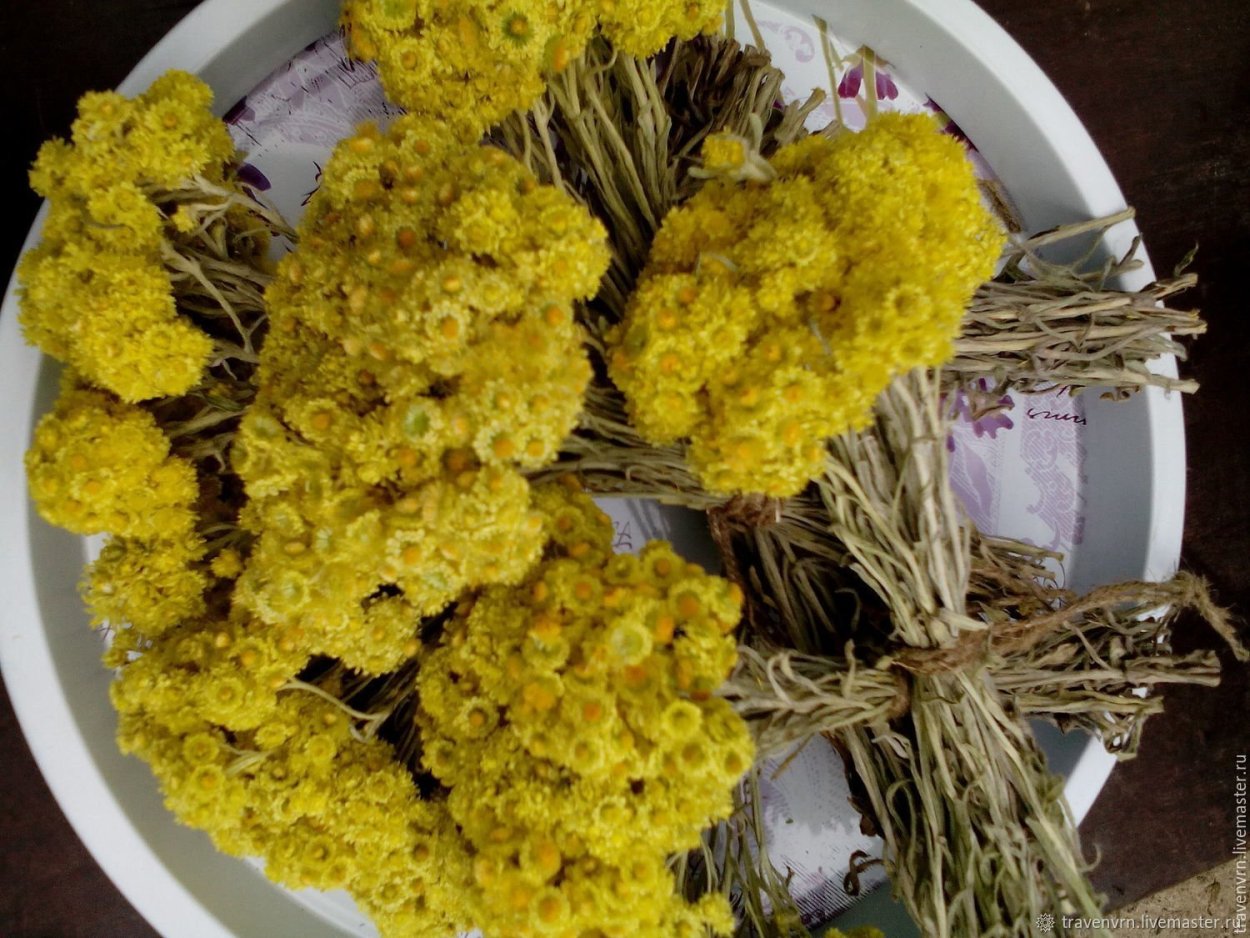 Гелихризум сухоцвет