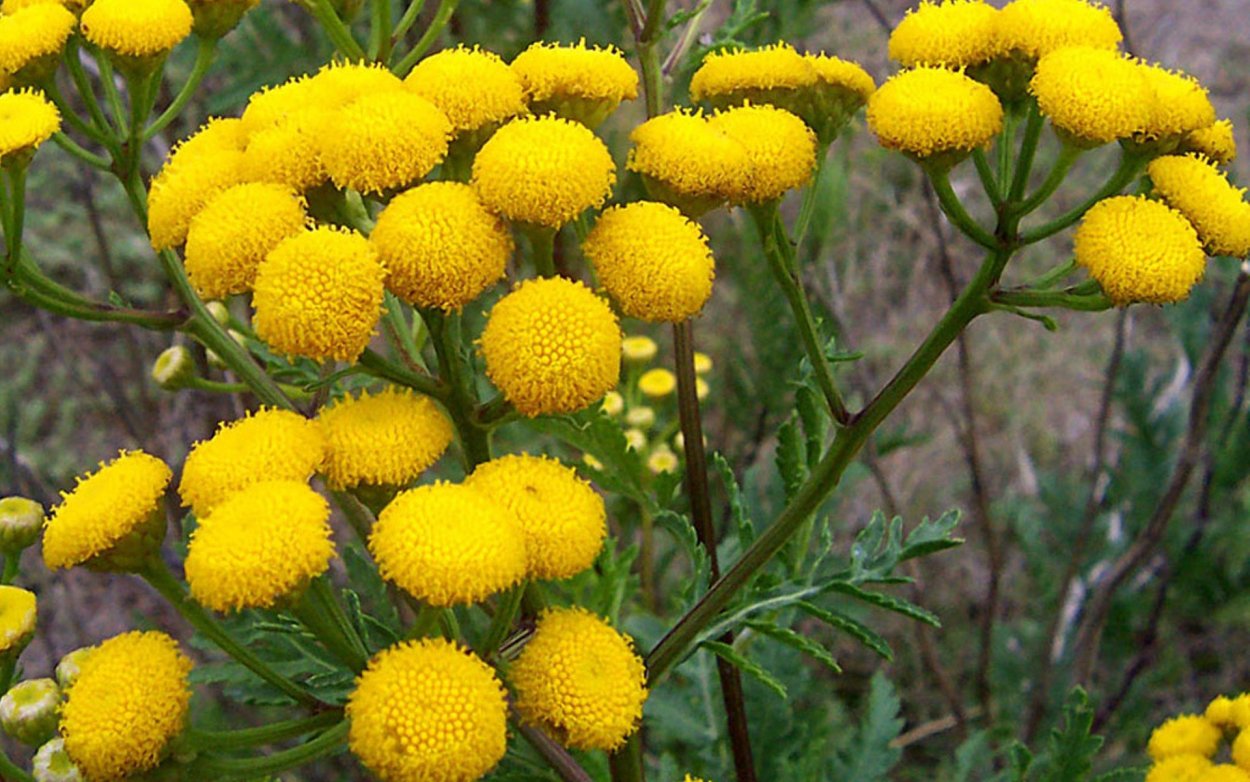 Сафлор красильный сухоцвет