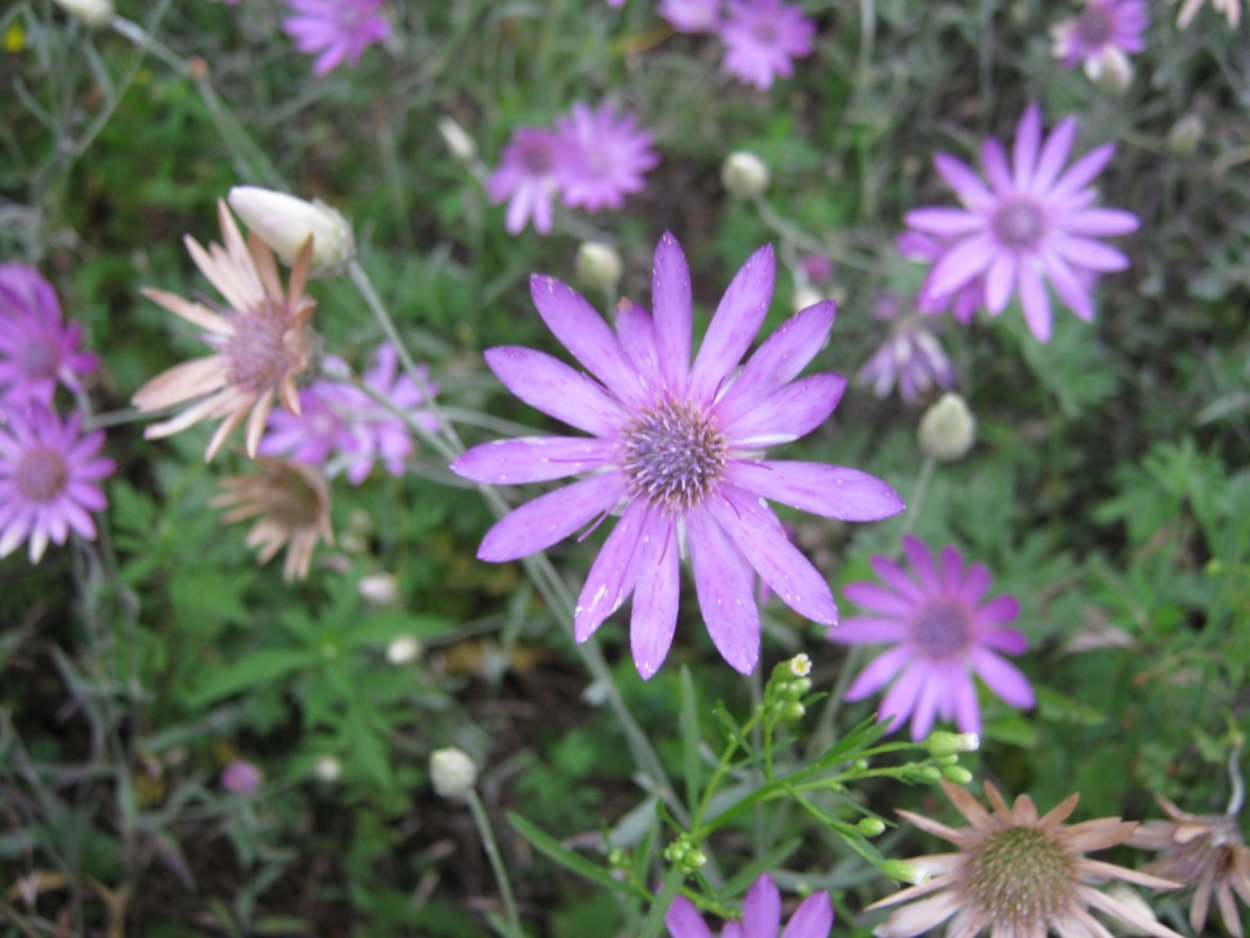 Бессмертник песчаный