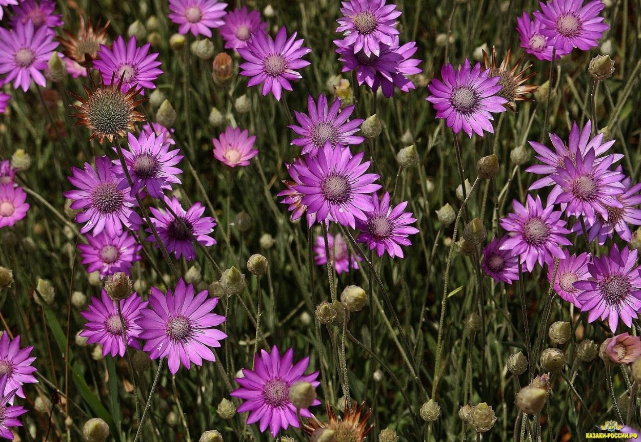 Бессмертник и пижма трава