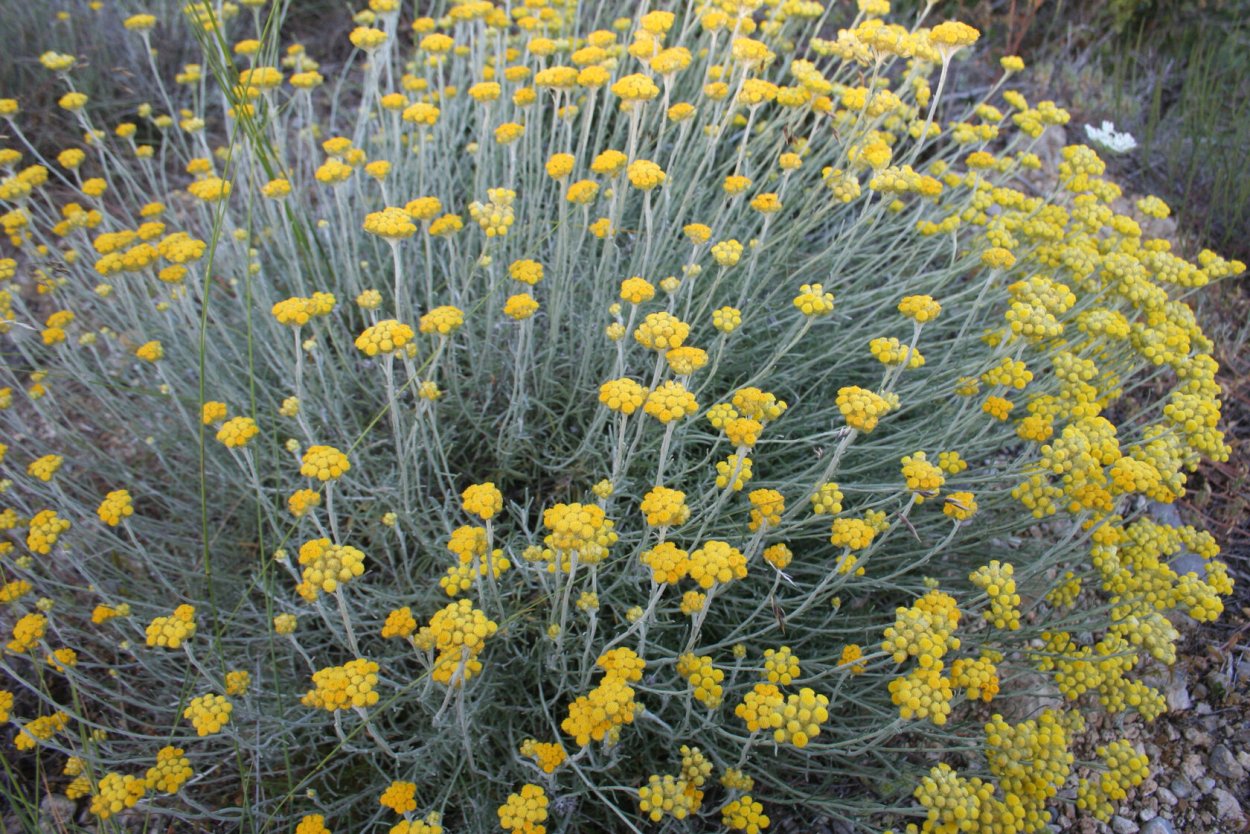 Бессмертник итальянский Helichrysum Italicum