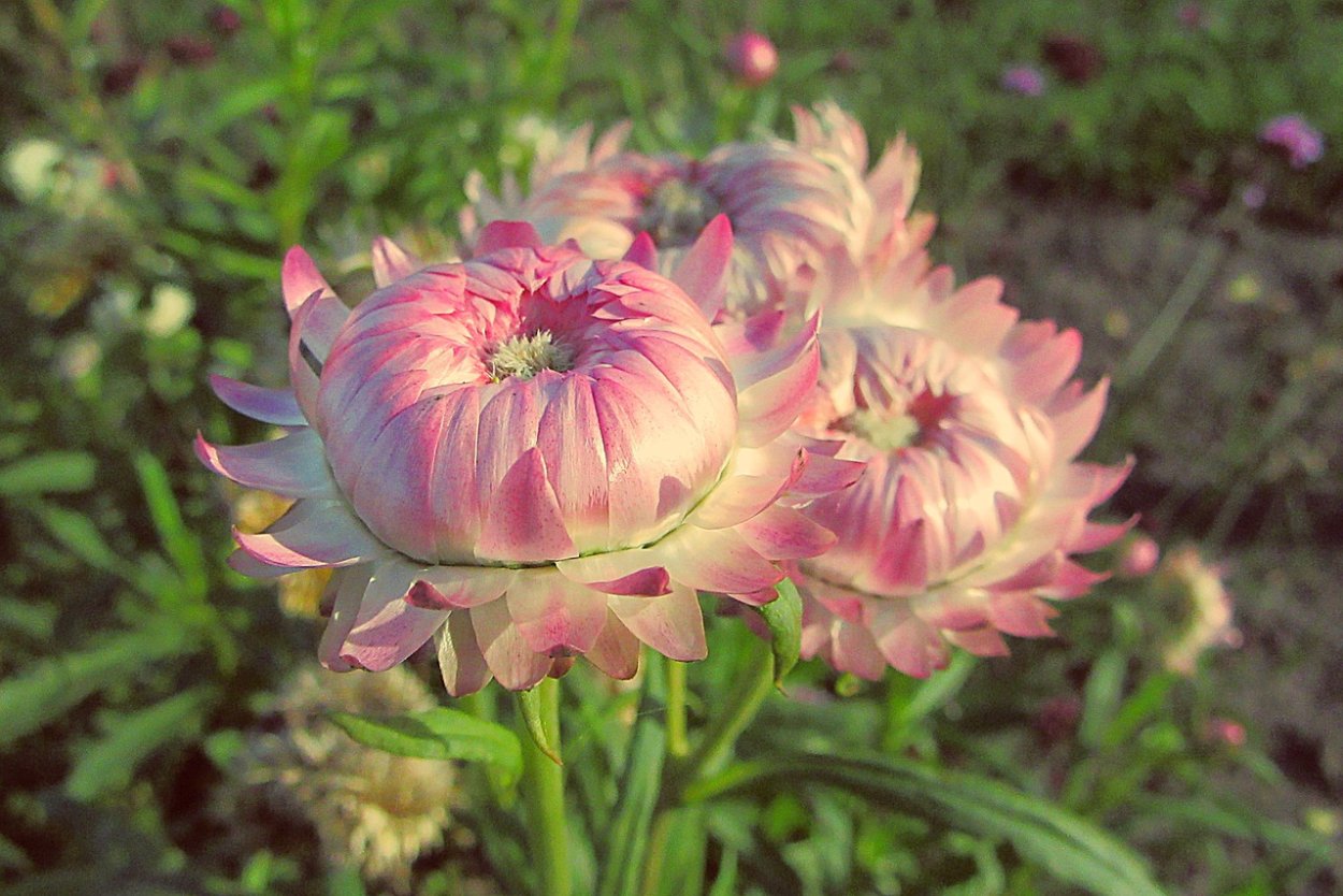 Гелихризум шлемовидный