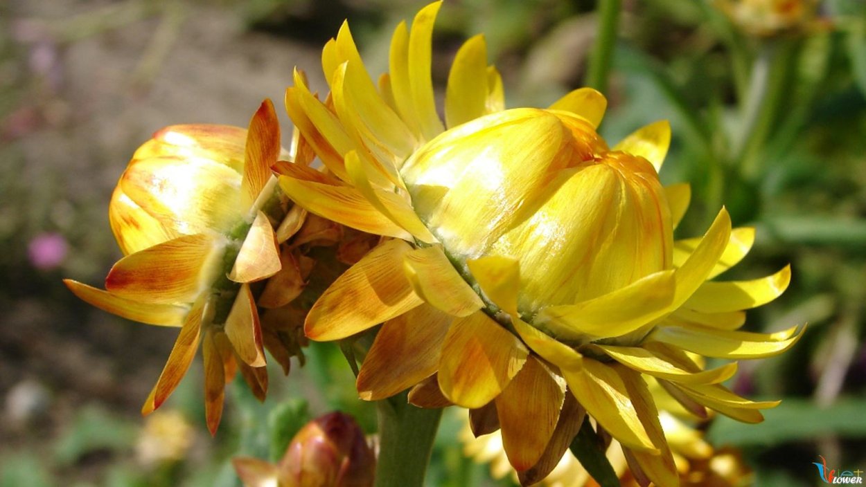 Гавриш бессмертник песчаный