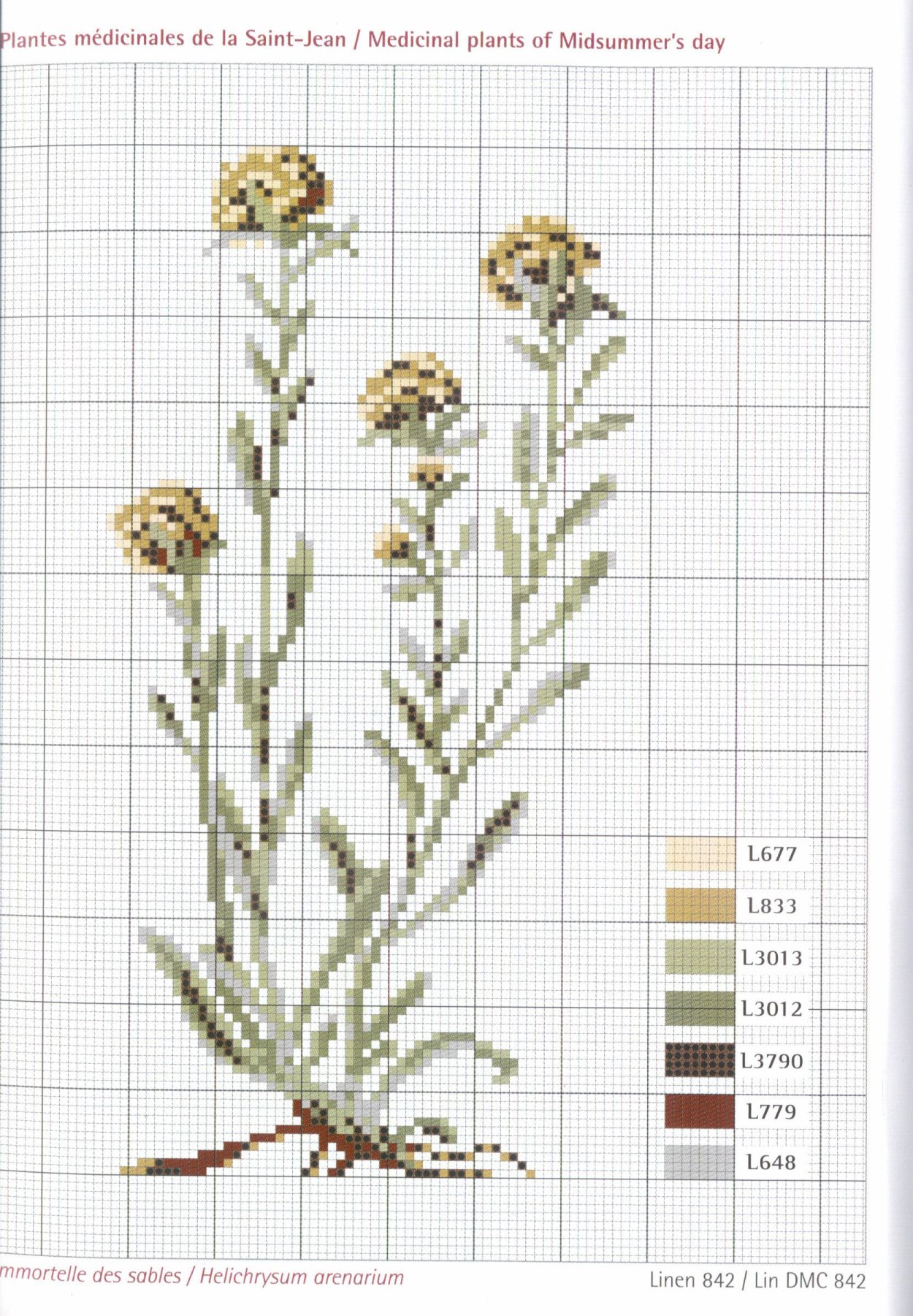 Бессмертник песчаный сухоцвет