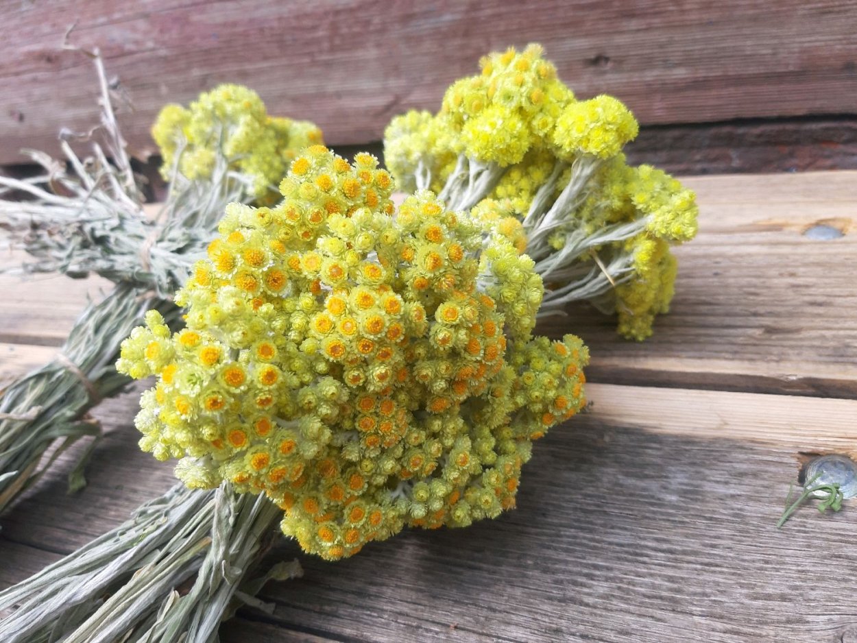 Пижма обыкновенная (Tanacetum vulgare)