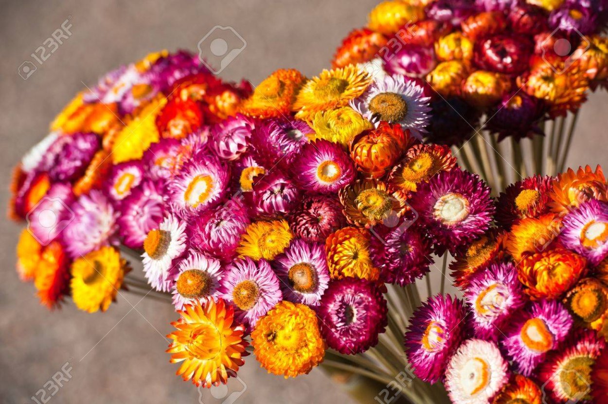 Бессмертник песчаный (цмин).