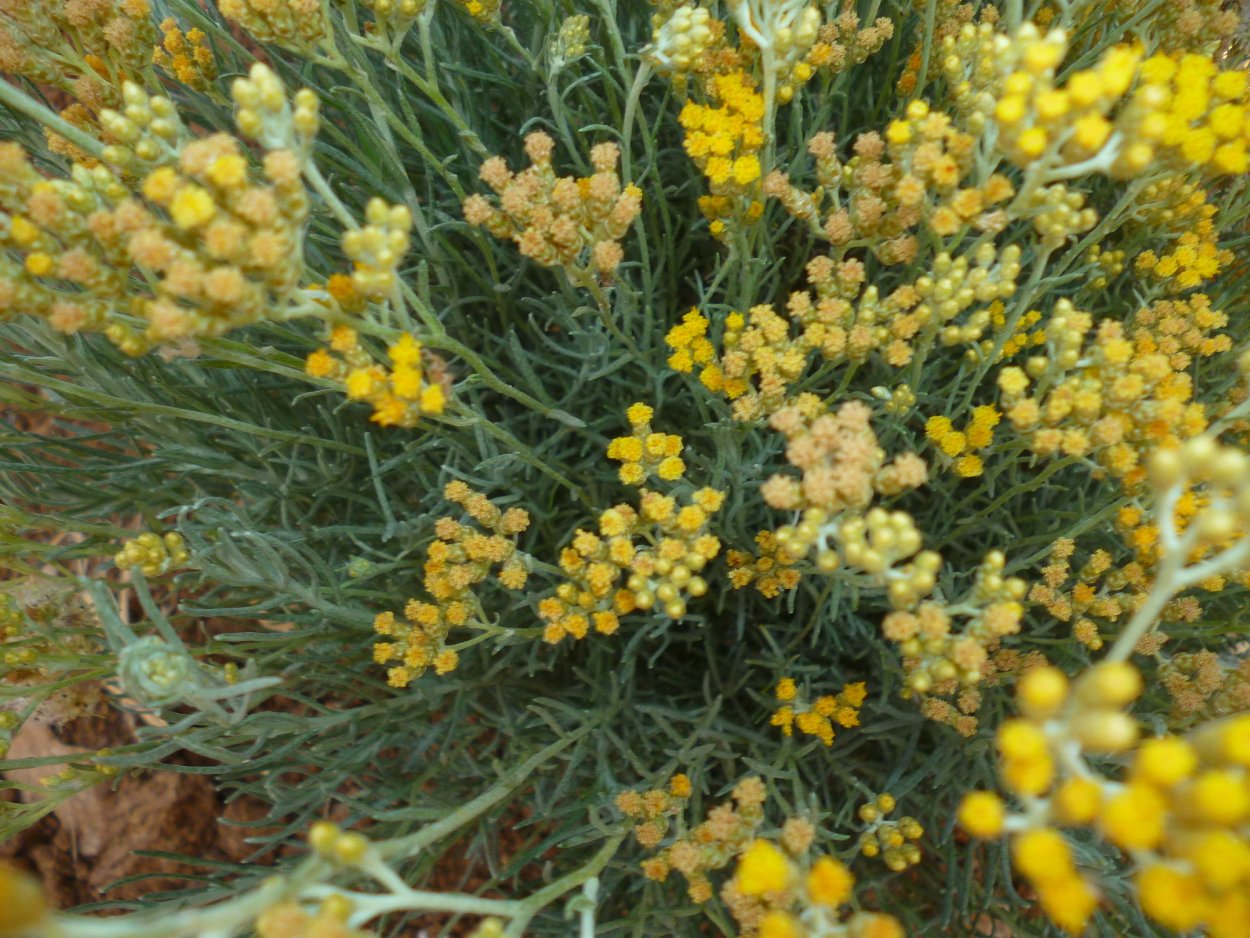 Иммортель и пижма