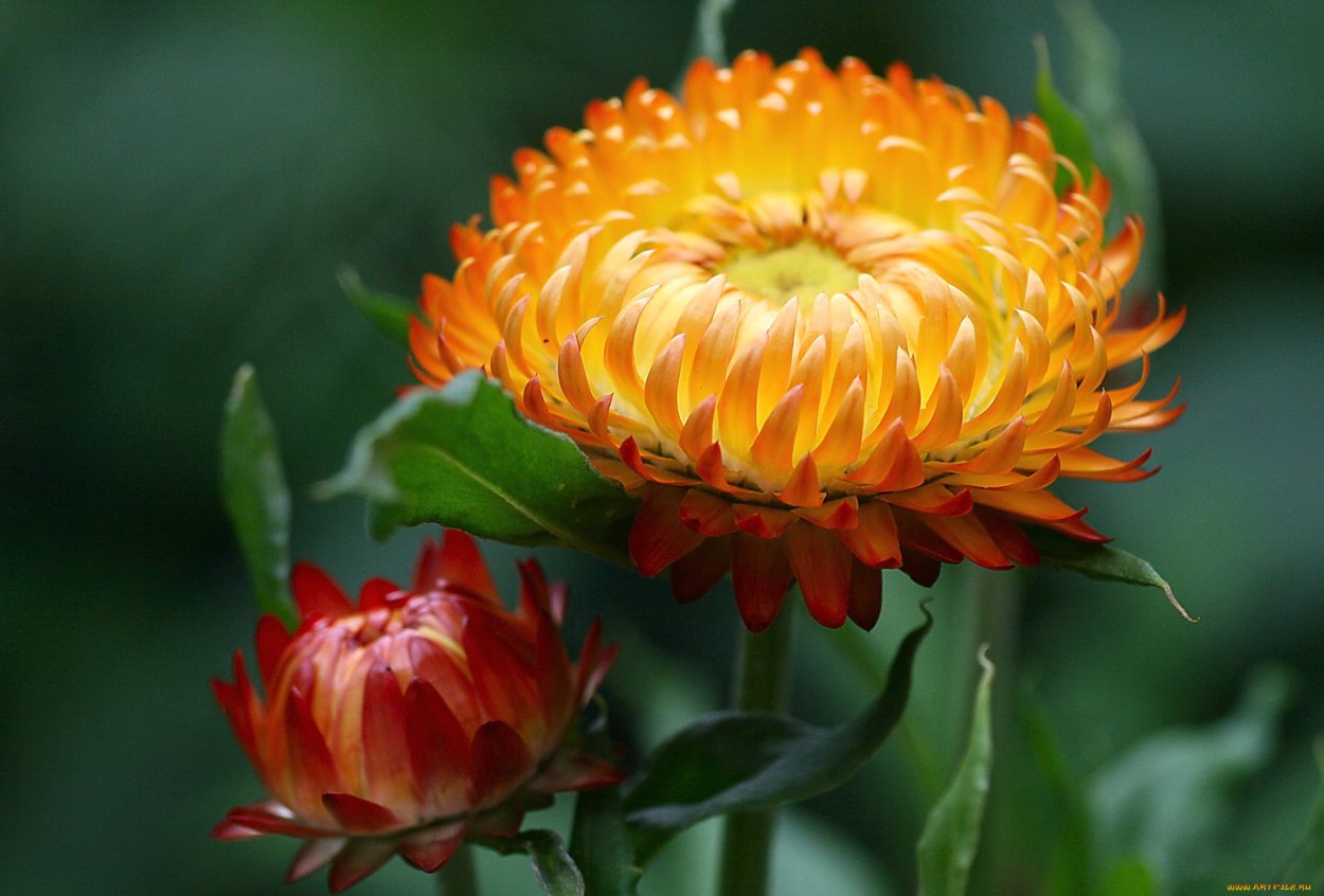 Бессмертник луковичный