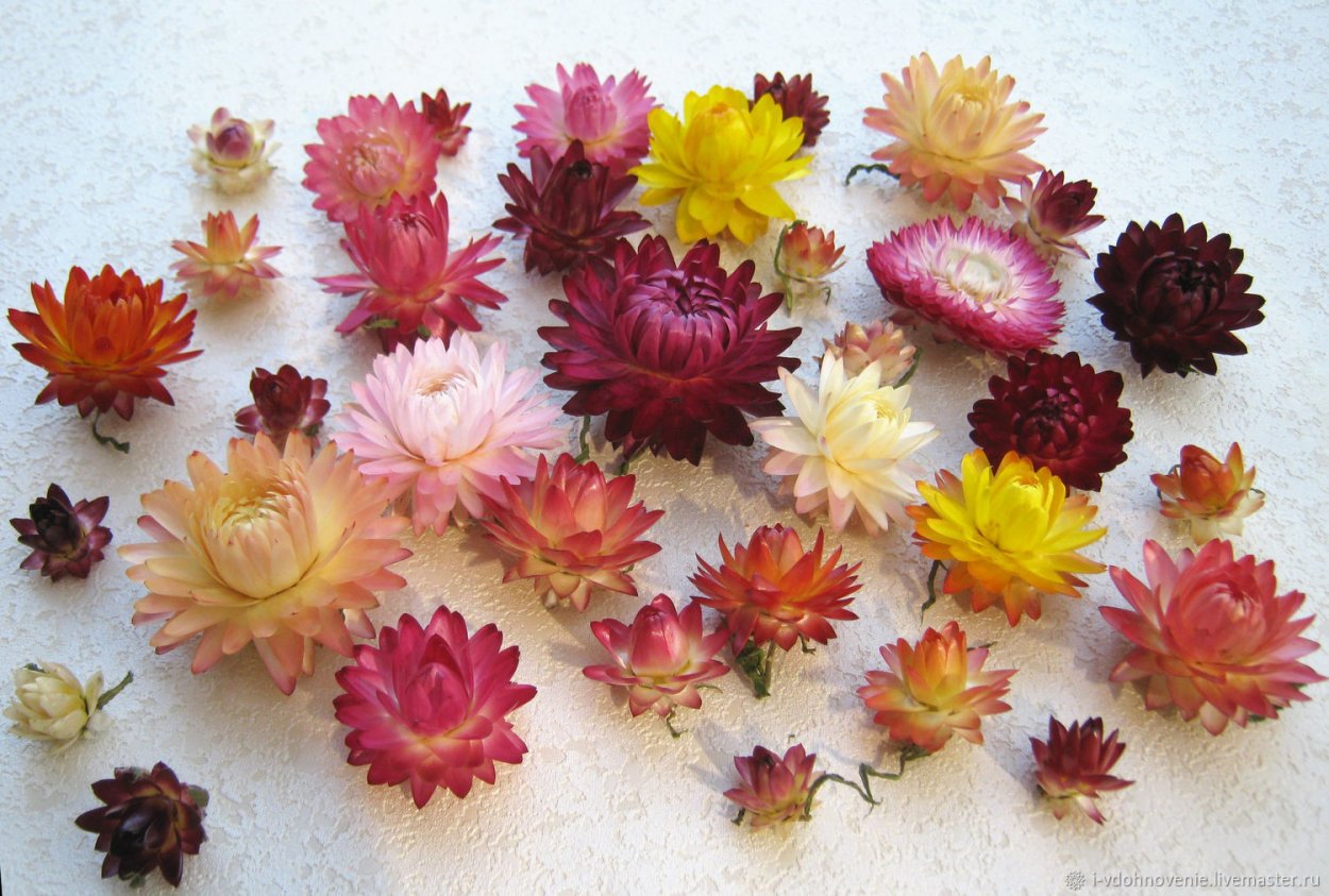 Бессмертник песчаный сухоцвет