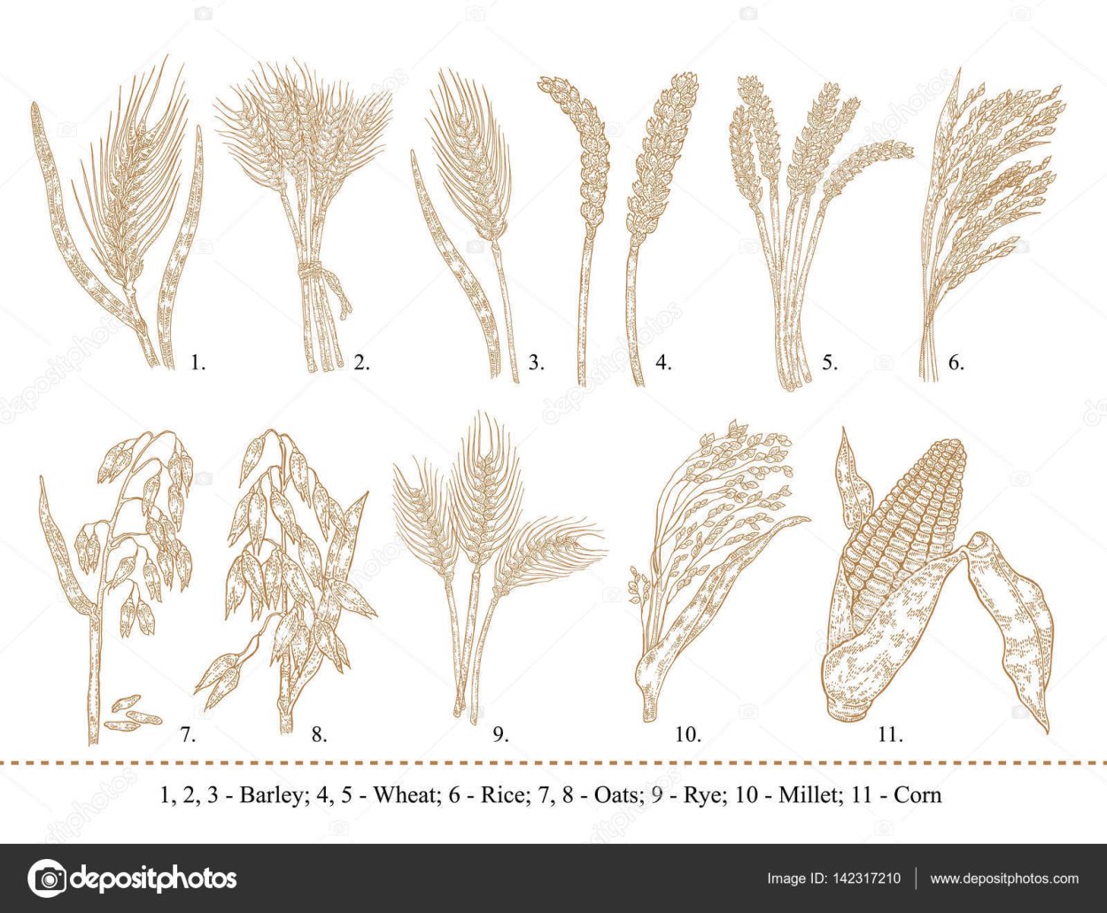 Колоски ржи пшеницы и овса