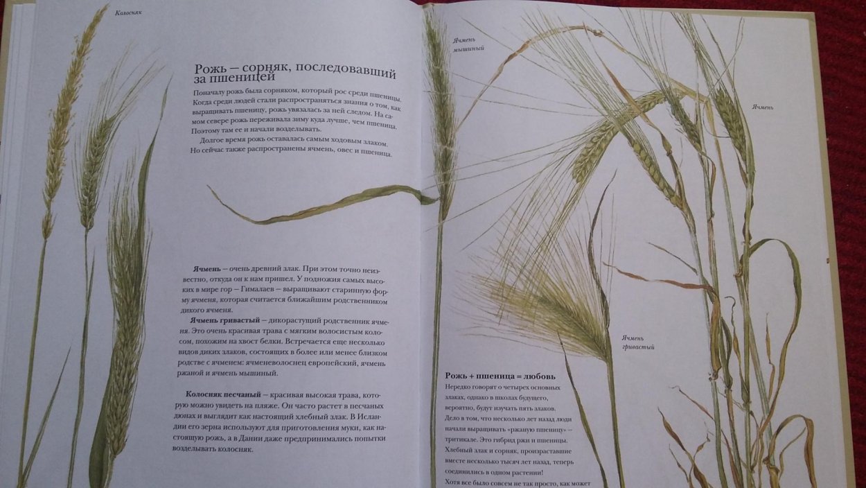 Злаки гербарий