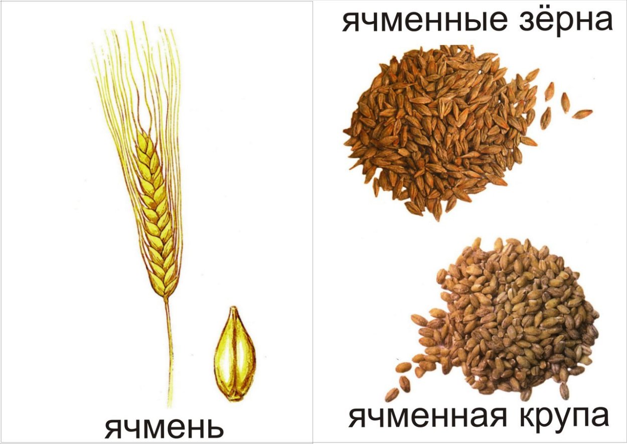 Раскраска пшеница и хлеб