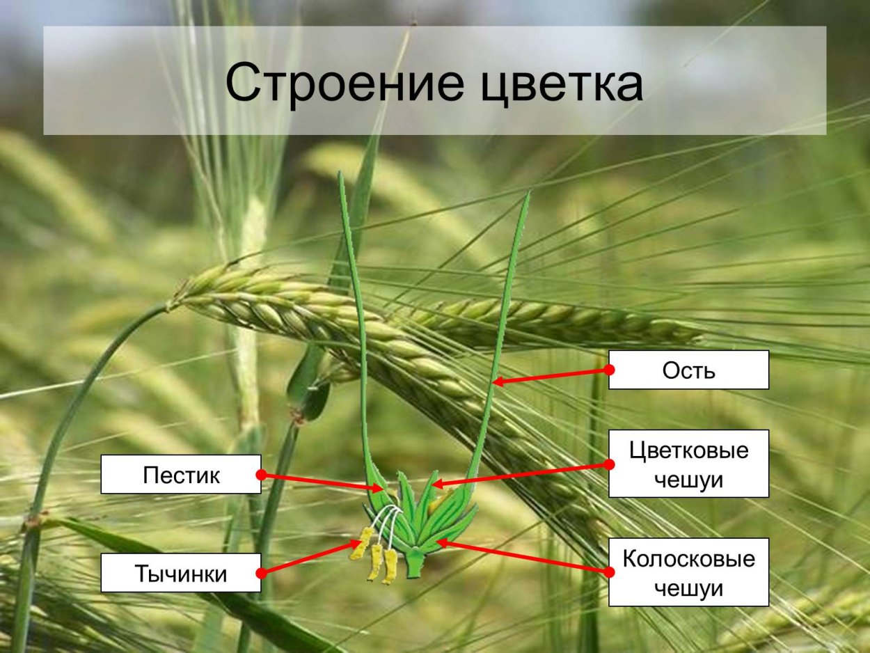 Сорняк хлебных злаков. Семейство злаки ( Мятликовые) схема. Строение Колоса пшеницы.