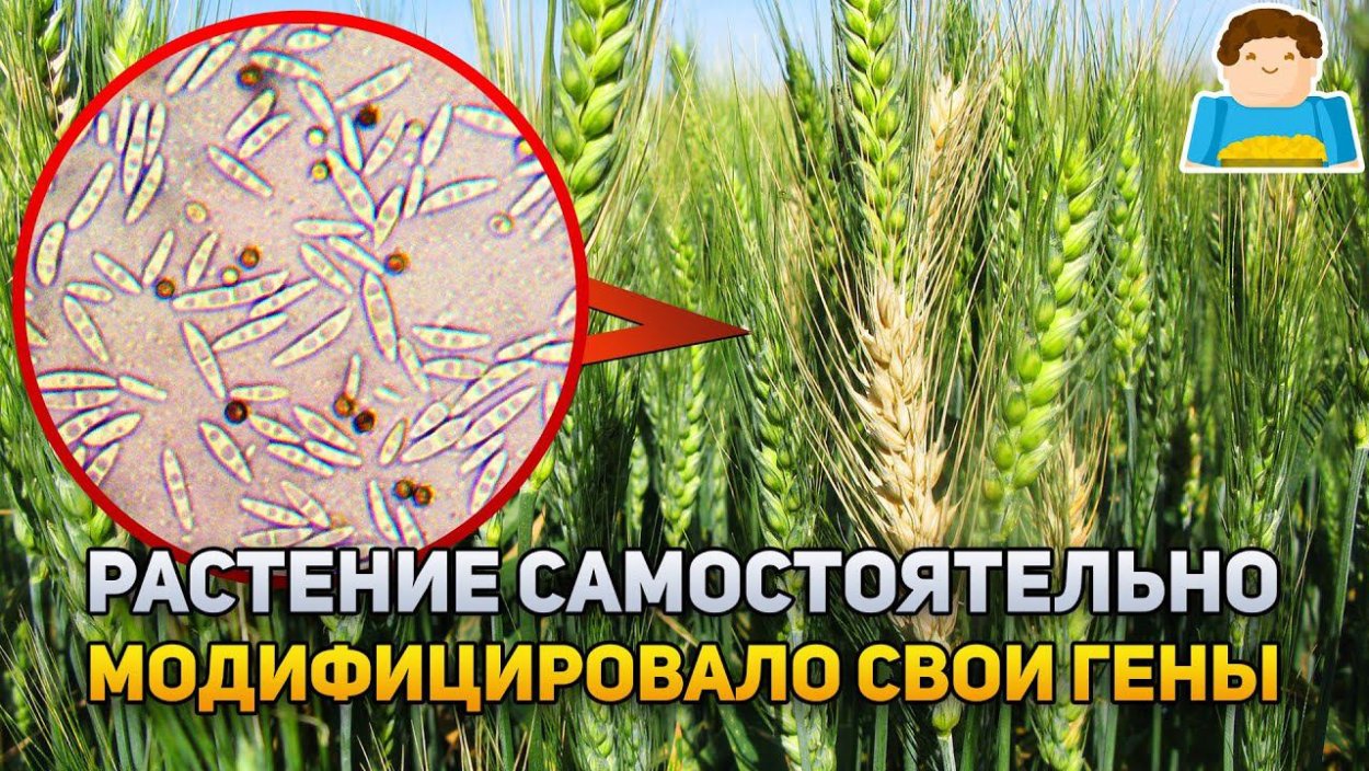 Лист пшеницы